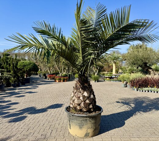 Jubaea chilensis (Chileense wijnpalm)