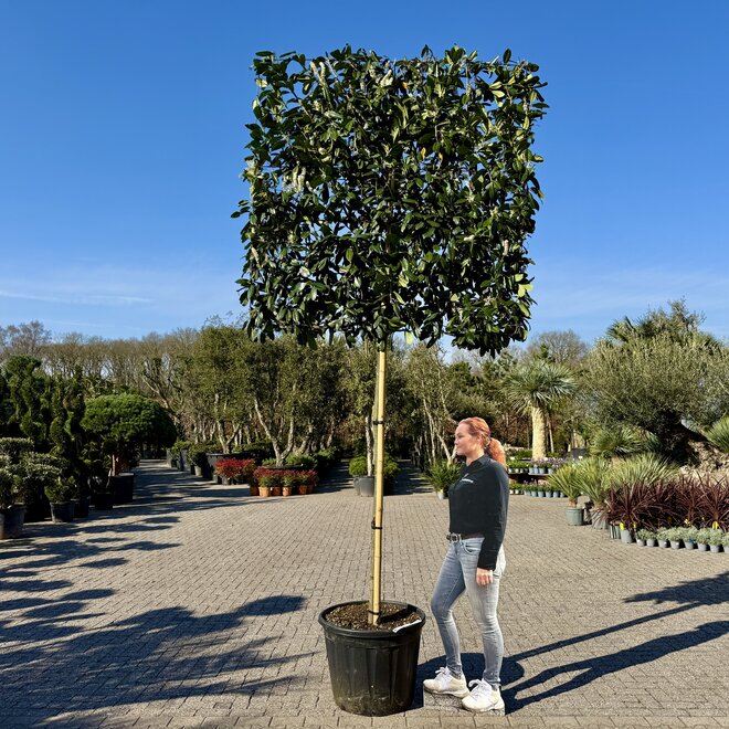 Prunus laurocerasus Novita wintergroene leiboom / scherm op stam