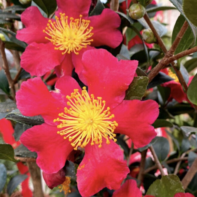 Camelia sasanqua meerstammig