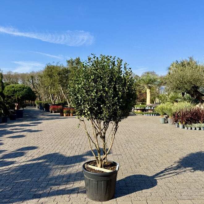 Camelia sasanqua meerstammig