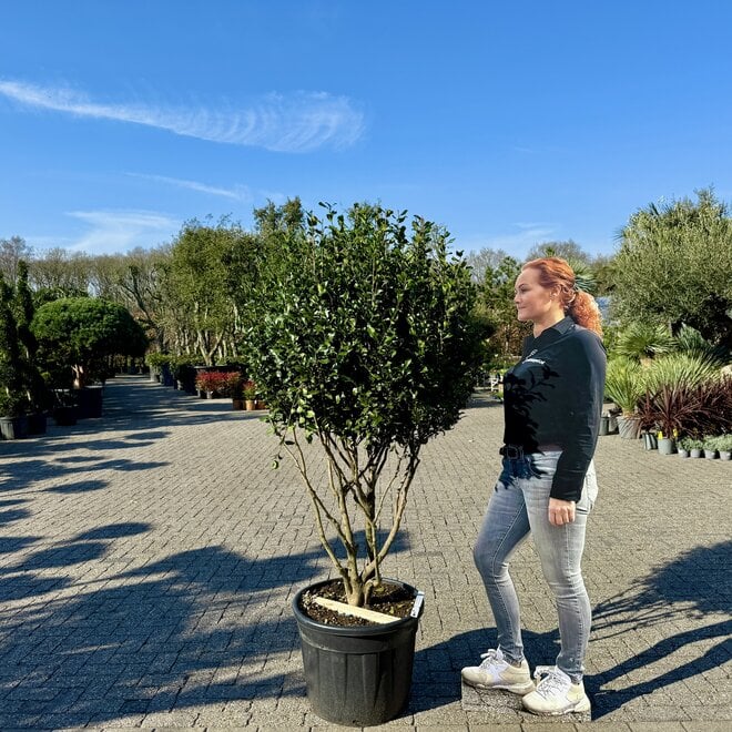 Camelia sasanqua meerstammig