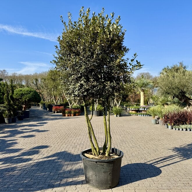 uercus ilex (Steeneik) meerstammig exclusief