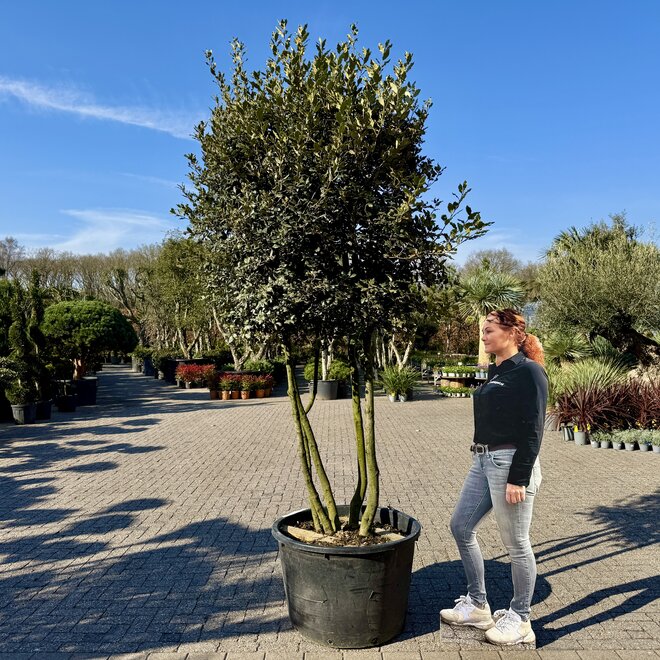 Quercus ilex (Steeneik) meerstammig exclusief