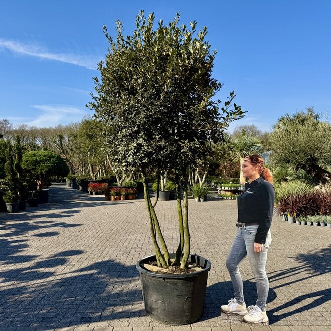 uercus ilex (Steeneik) meerstammig exclusief