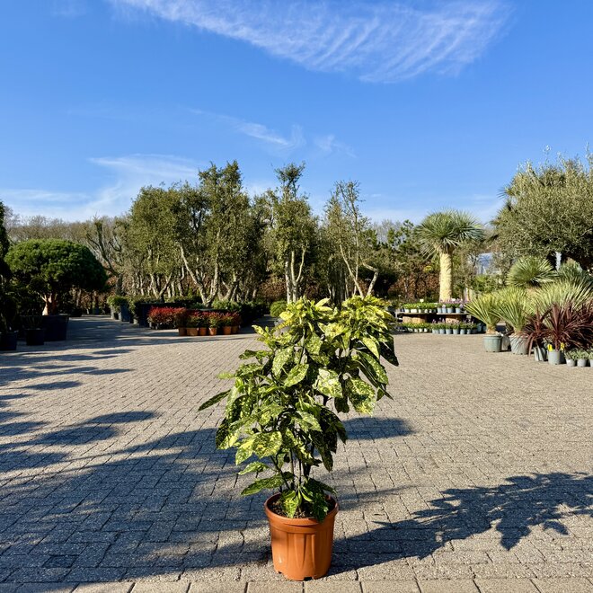 Aucuba japonica Crotonfolia