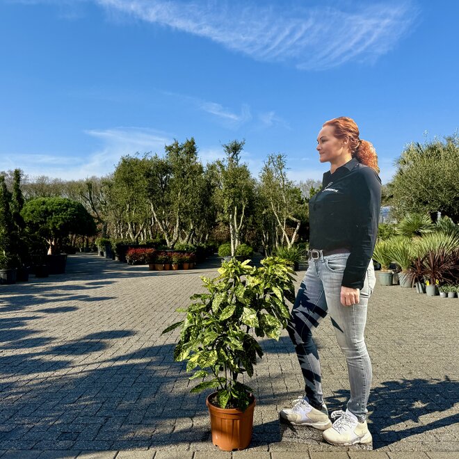 Aucuba japonica Crotonfolia