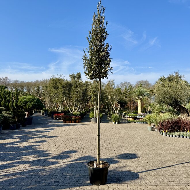 Steeneik (Quercus ilex) 12-14 cm stamomtrek