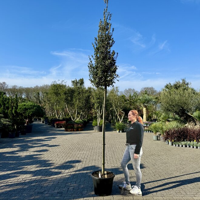 Steeneik (Quercus ilex) 12-14 cm stamomtrek