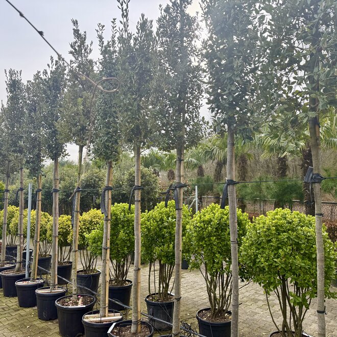 Steeneik (Quercus ilex) 12-14 cm stamomtrek