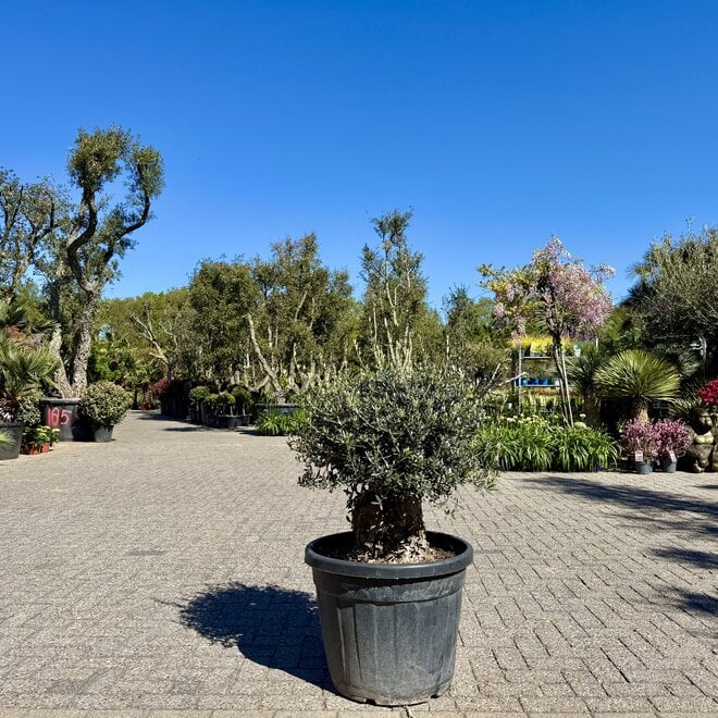 Olijfboom (Olea europaea) 60/80 pocket bonsai