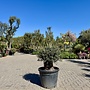 Olijfboom (Olea europaea) 60/80 pocket bonsai