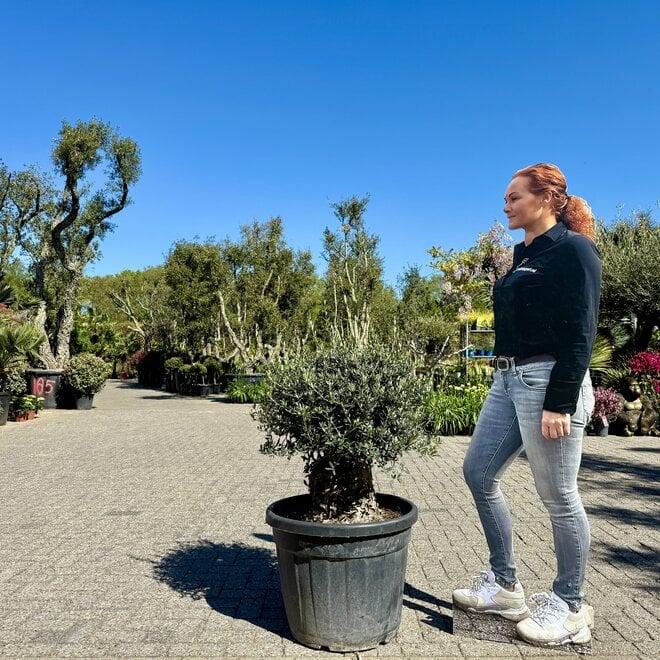 Olijfboom (Olea europaea) 60/80 pocket bonsai