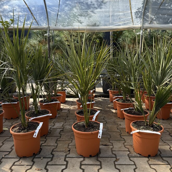 Sabal palmetto