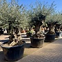 Olijfboom (Olea europaea) 120/140 cm stamomtrek  - mini bonsai
