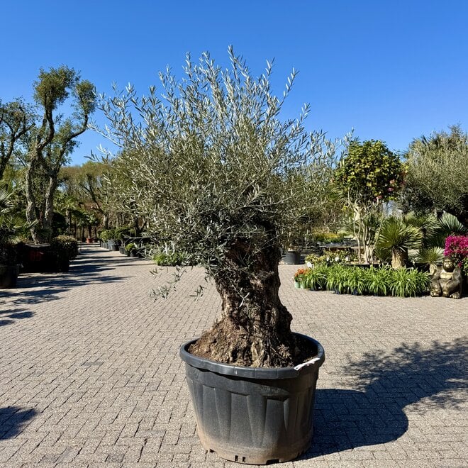 Olijfboom (Olea europaea) 120/140 cm stamomtrek  - mini bonsai