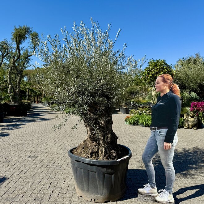 Olijfboom (Olea europaea) 120/140 cm stamomtrek  - mini bonsai