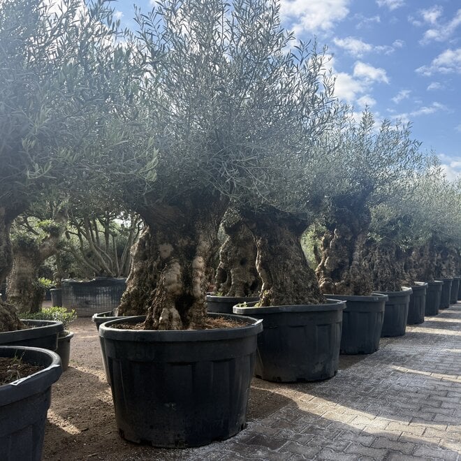 Olijfboom (Olea europaea) 120/140 cm stamomtrek  - mini bonsai