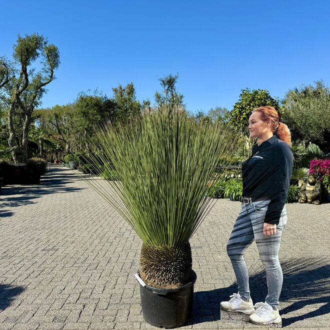 Dasylirion longissimum groot