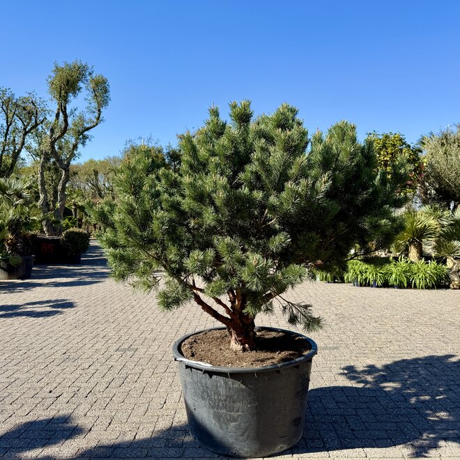 Pinus sylvestris 'Watereri Nana' exclusieve multistam