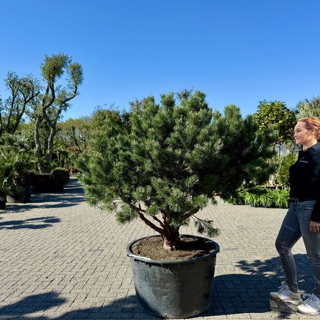 Pinus sylvestris 'Watereri Nana' exclusieve multistam