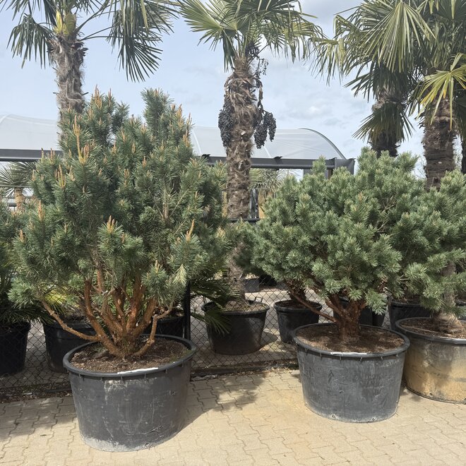 Pinus sylvestris 'Watereri Nana' exclusieve multistam