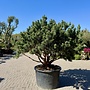 Pinus sylvestris 'Watereri Nana' exclusieve multistam