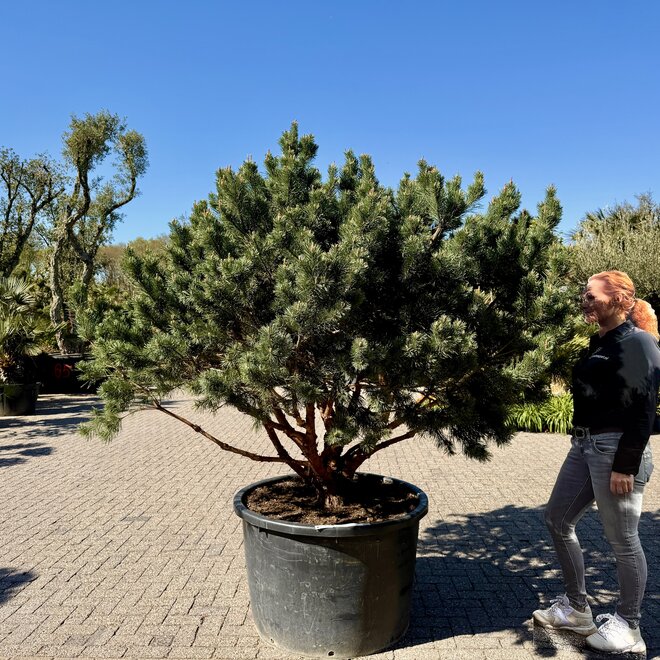 Pinus sylvestris 'Watereri Nana' exclusieve multistam