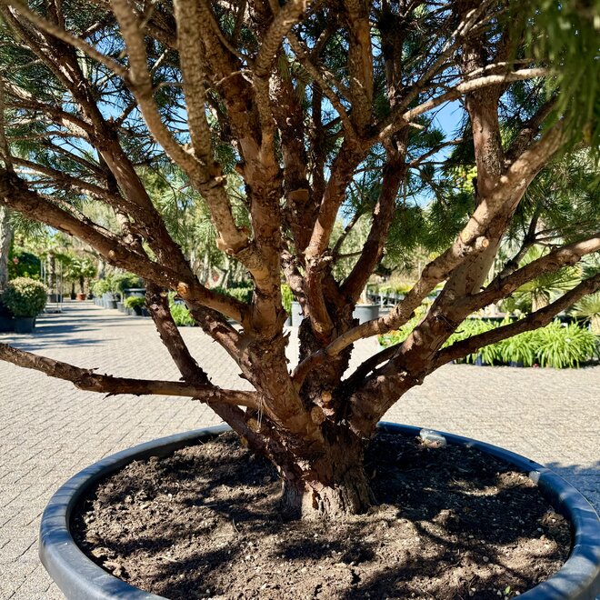 Pinus sylvestris 'Watereri Nana' exclusieve multistam