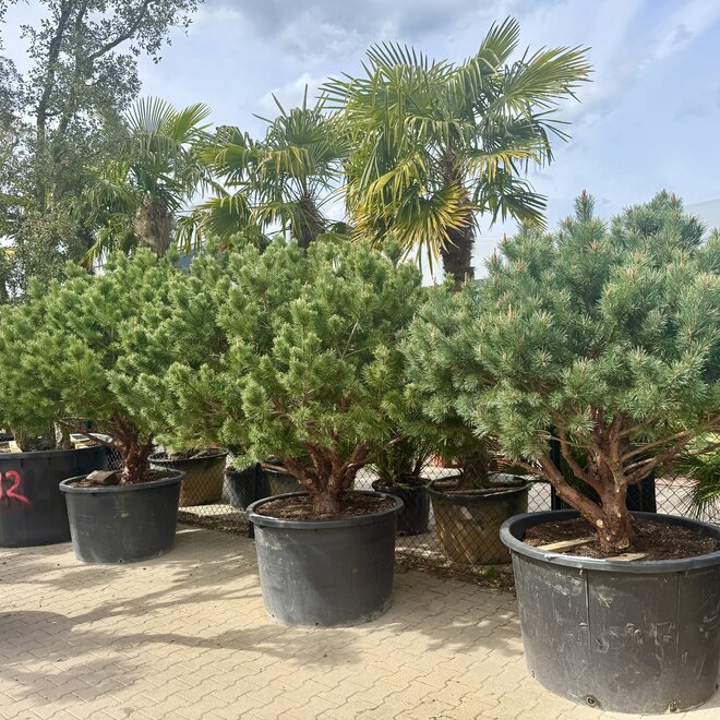 Pinus sylvestris 'Watereri Nana' exclusieve multistam