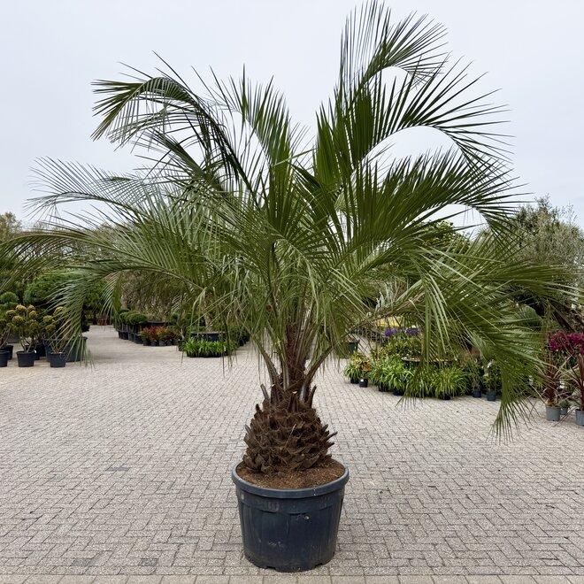Butia eriospatha (Wollige butia)