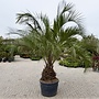 Butia eriospatha (Wollige butia)