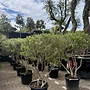 Olijfboom (Olea europaea) meerstammig