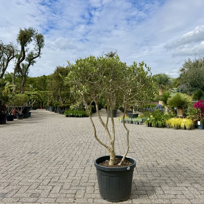 Olijfboom (Olea europaea) meerstammig