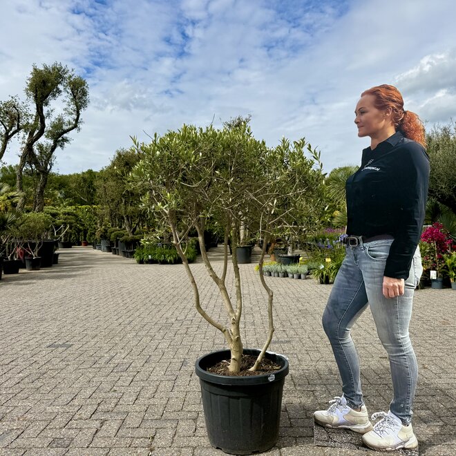 Olijfboom (Olea europaea) meerstammig
