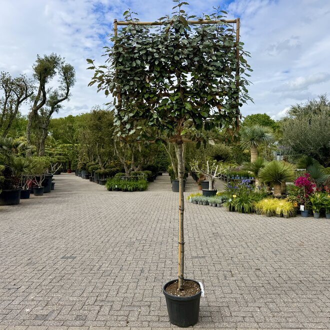 Elaeagnus ebbingei wintergroene leiboom / scherm op stam