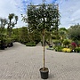 Elaeagnus ebbingei wintergroene leiboom / scherm op stam