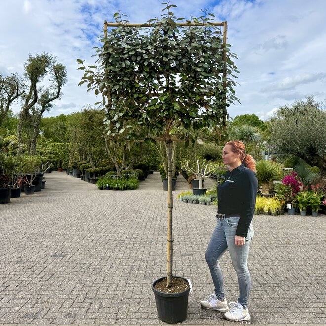 Elaeagnus ebbingei wintergroene leiboom / scherm op stam