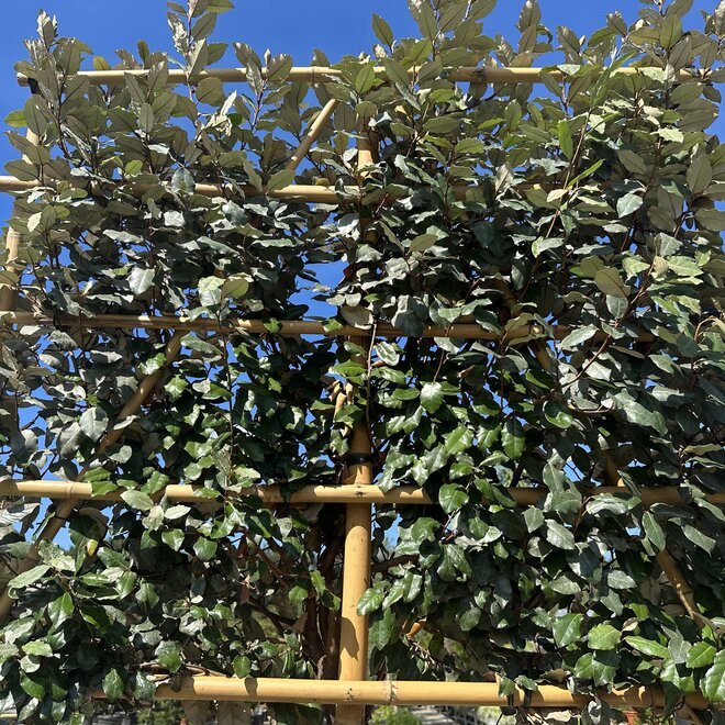 Elaeagnus ebbingei wintergroene leiboom / scherm op stam