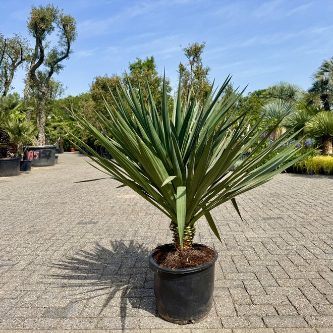 Yucca gloriosa middel