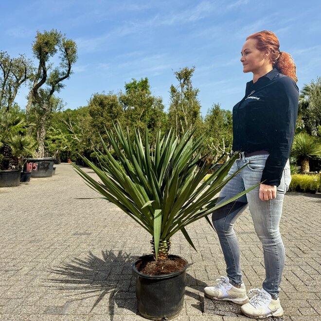 Yucca gloriosa middel