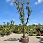 Kurkeik (Quercus suber) exclusief stamomtrek 80/90 cm (nr 188)