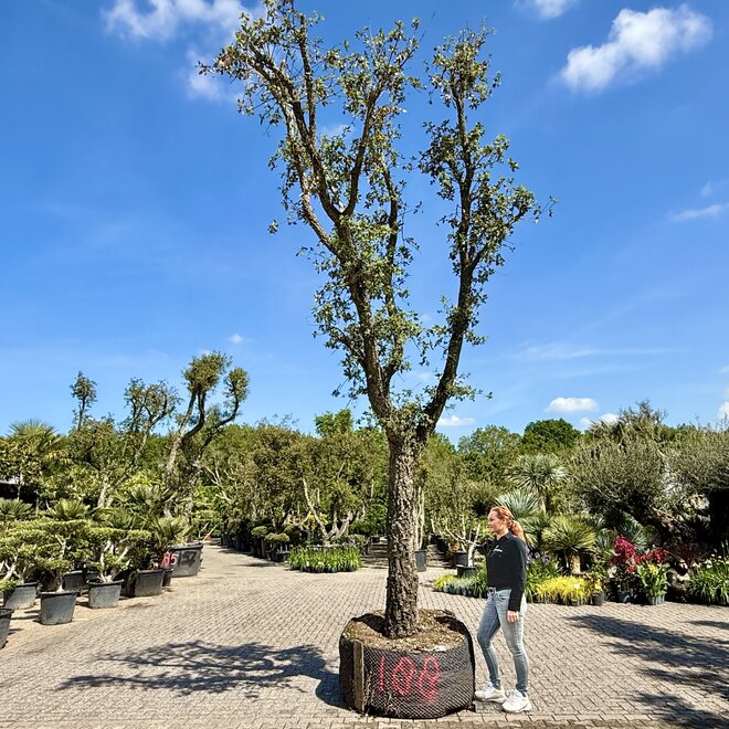 Kurkeik (Quercus suber) exclusief stamomtrek 80/90 cm (nr 188)