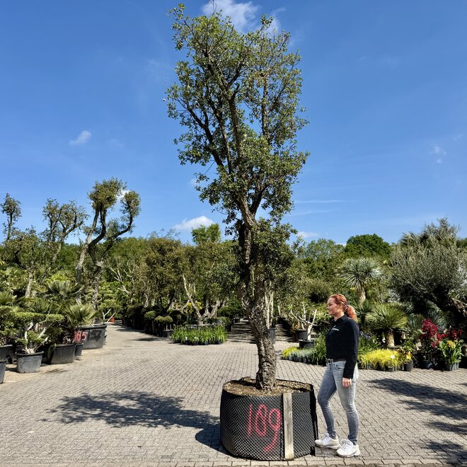 Kurkeik (Quercus suber) exclusief stamomtrek 60/70 cm (nr 189)