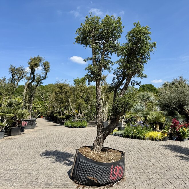 Kurkeik (Quercus suber) exclusief stamomtrek 70/80 cm (nr 190)