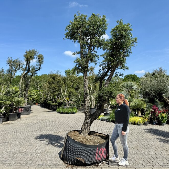 Kurkeik (Quercus suber) exclusief stamomtrek 70/80 cm (nr 190)
