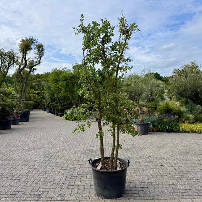 Kurkeik (Quercus suber) meerstammig 240/260 cm