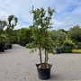 Kurkeik (Quercus suber) meerstammig 240/260 cm