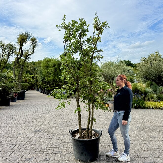 Kurkeik (Quercus suber) meerstammig 240/260 cm