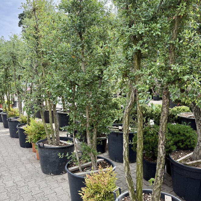 Kurkeik (Quercus suber) meerstammig 240/260 cm