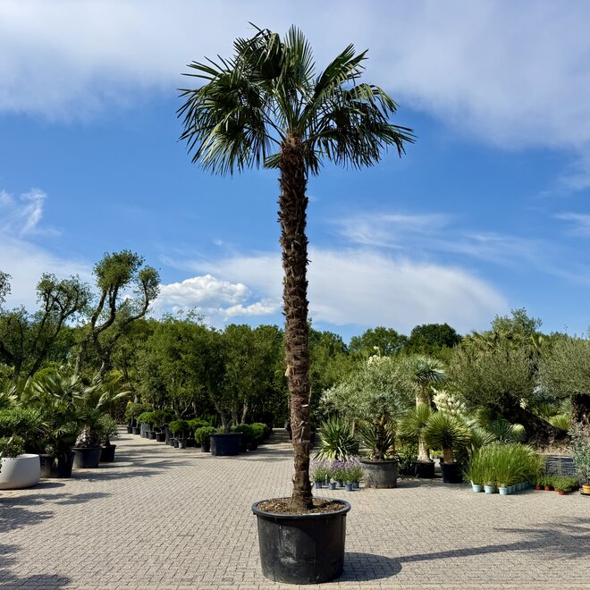 Trachycarpus fortunei (Chinese henneppalm) 310 cm stamhoogte